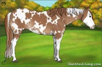 Horse Color:White Spotted Chestnut Splash 