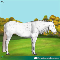 Horse Color:Liver Chestnut Sabino Rabicano 