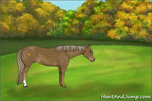 Horse Color:Chocolate Palomino 