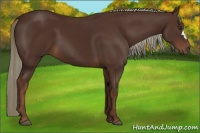 Horse Color:Liver Chestnut 