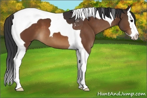 Horse Color:Brown Splash Tobiano 