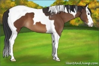 Horse Color:Brown Splash Tobiano