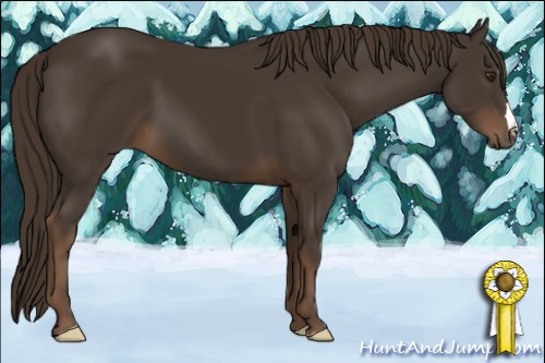 Horse Color:Liver Chestnut 