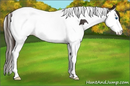 Horse Color:Liver Chestnut Splash Tobiano 