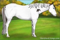 Horse Color:Liver Chestnut Splash Tobiano