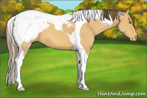 Horse Color:Amber Champagne Tobiano Appaloosa 