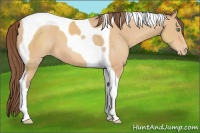 Horse Color:Amber Champagne Tobiano Varnish 