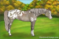 Horse Color:White Spotted Silver Grullo Splash Blanket Brindle 
