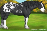 Horse Color:Black Splash Appaloosa 