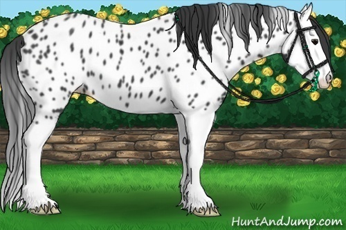 Horse Color:Black Splash Near Leopard 