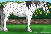 Horse Color:Black Splash Appaloosa 
