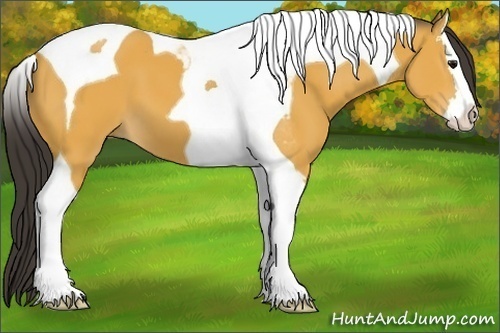 Horse Color:Buckskin Splash Tobiano 
