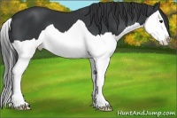 Horse Color:Black Splash