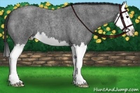 Horse Color:Blue Roan Splash