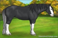 Horse Color:Black Splash