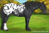 Horse Color:Black Appaloosa