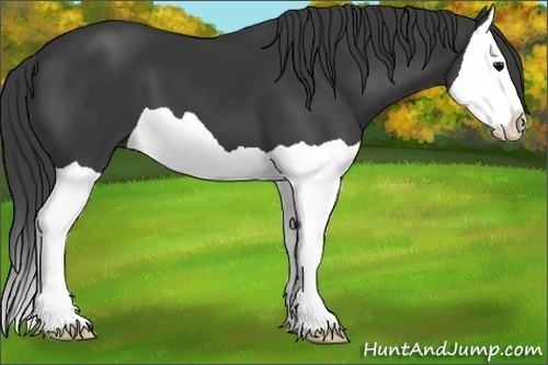 Horse Color:Black Splash