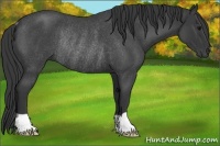 Horse Color:Blue Roan Rabicano
