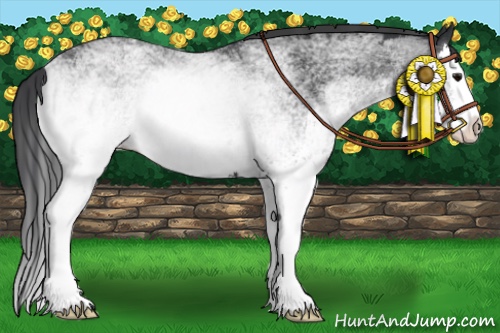 Horse Color:White Spotted Black Splash 