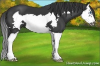 Horse Color:Black Splash Frame