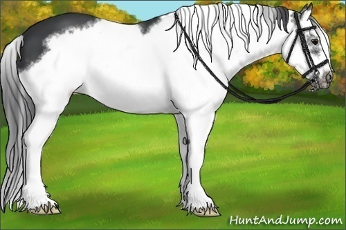 Horse Color:Black Splash Frame