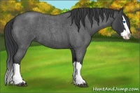 Horse Color:Blue Roan Splash 