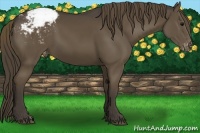 Horse Color:Smoky Black Appaloosa 