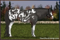 Horse Color:White Spotted Liver Chestnut Appaloosa 