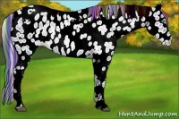 Horse Color:Painted Buckskin Ice Pearl Tobiano Appaloosa Rabicano 