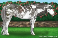 Horse Color:Smoky Black Sabino