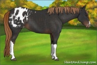 Horse Color:Liver Chestnut Appaloosa 