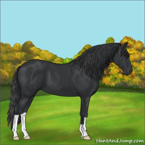 Horse Color:Black 