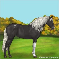 Horse Color:Liver Chestnut Appaloosa