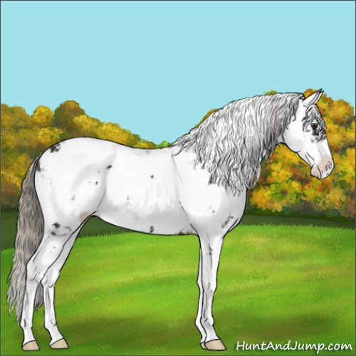 Horse Color:Liver Chestnut Mushroom Sabino Varnish