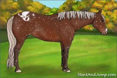 Horse Color:Silver Brown Snowflake Varnish 