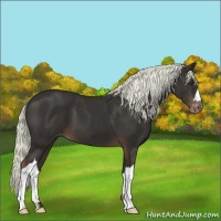 Horse Color:Liver Chestnut Appaloosa