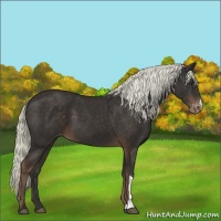 Horse Color:Liver Chestnut Appaloosa 
