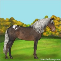 Horse Color:Liver Chestnut Mushroom Varnish 