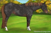 Horse Color:Liver Chestnut Appaloosa