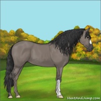 Horse Color:Grullo 