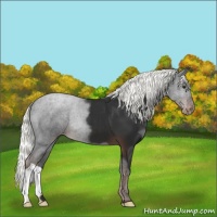 Horse Color:Liver Chestnut Appaloosa 