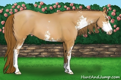 Horse Color:Bay Pearl Sabino