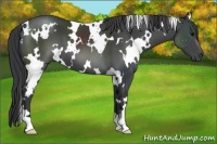 Horse Color:White Spotted Black 