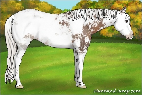 Horse Color:Silver Black Sabino 
