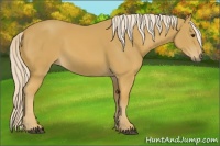 Horse Color:Palomino