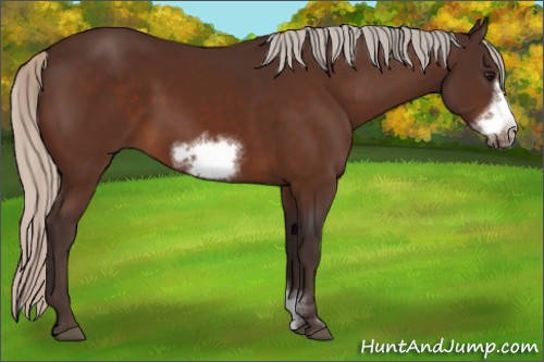 Horse Color:Silver Brown Sabino Frame 