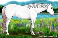 Horse Color:Bay Dun Tobiano Blanket