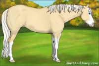 Horse Color:Silver Classic Cream Champagne Dun Splash