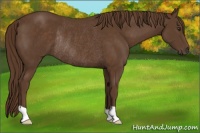 Horse Color:Liver Chestnut Rabicano 