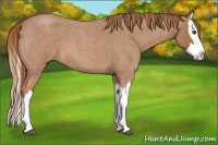 Horse Color:Red Roan Splash 